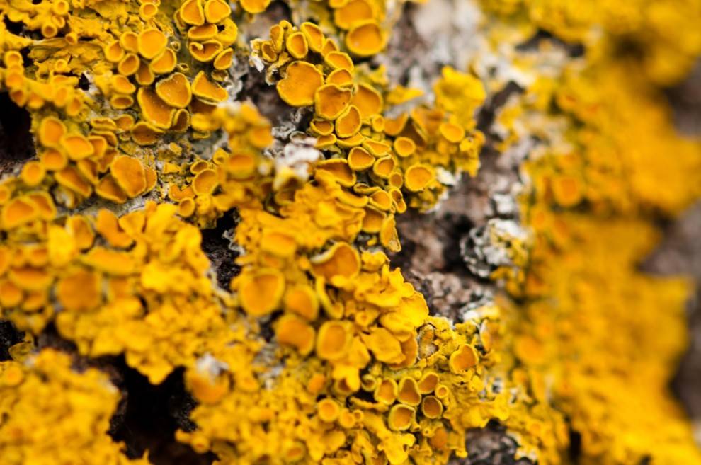 lichen